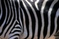 /album/sud-africa/sud-africa-2o-kruger-n-p-zebra-jpg/